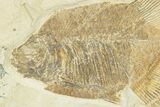 Fossil Fish (Phareodus) - Wyoming #207902-2